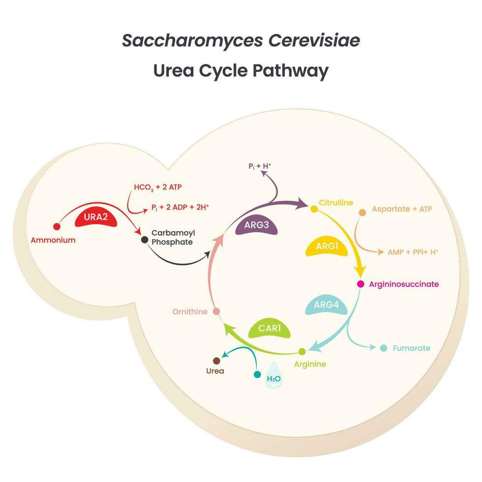 Saccharomyces Cerevisiae Yeast Urea Cycle Pathway diagram vector illustration