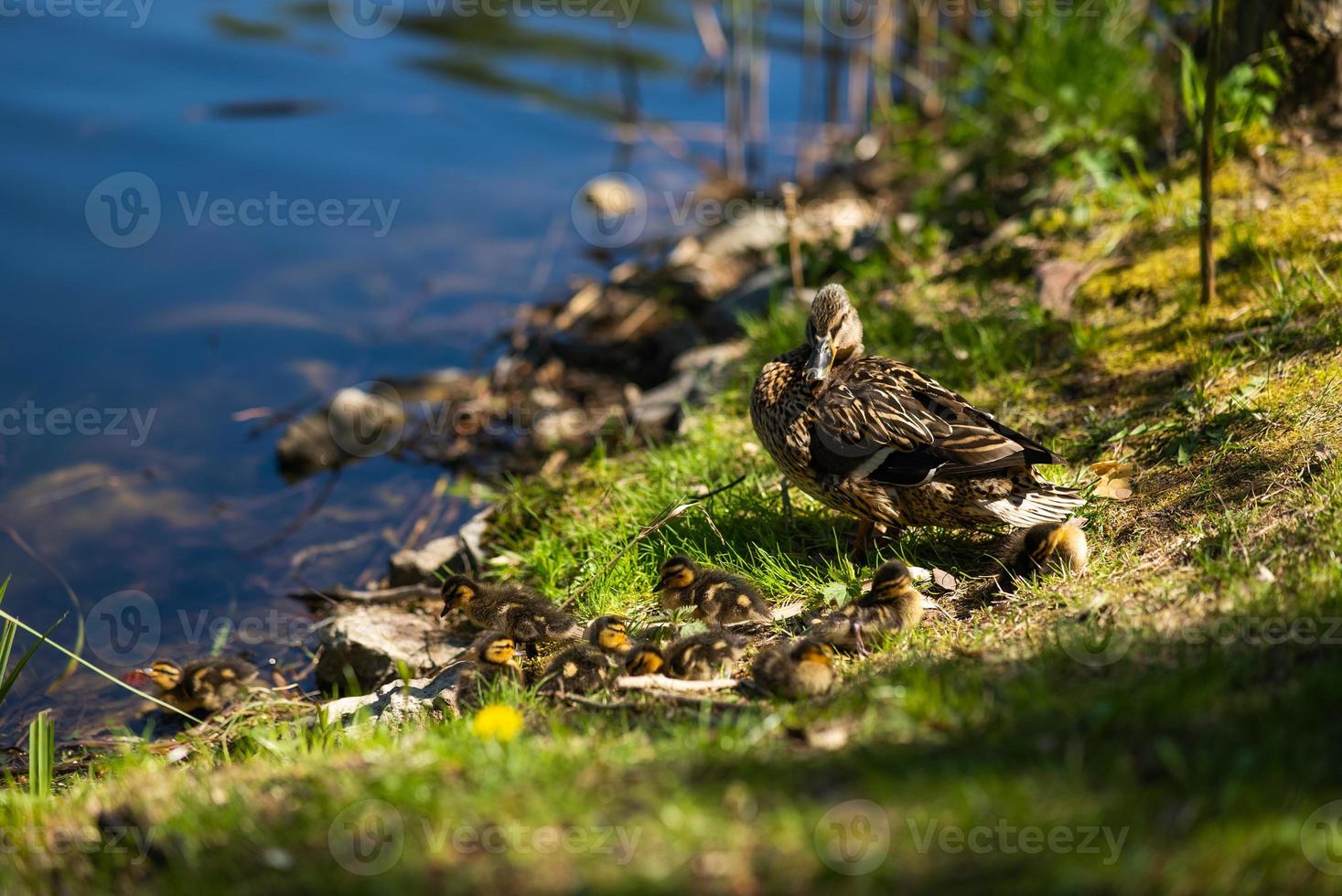 A large mother duck, ducklings rest on the shore of the reservoir and swim. photo