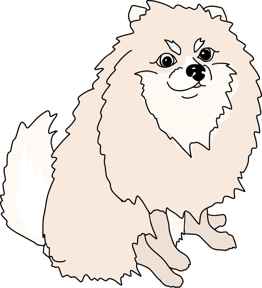 perro pomerania spitz vector