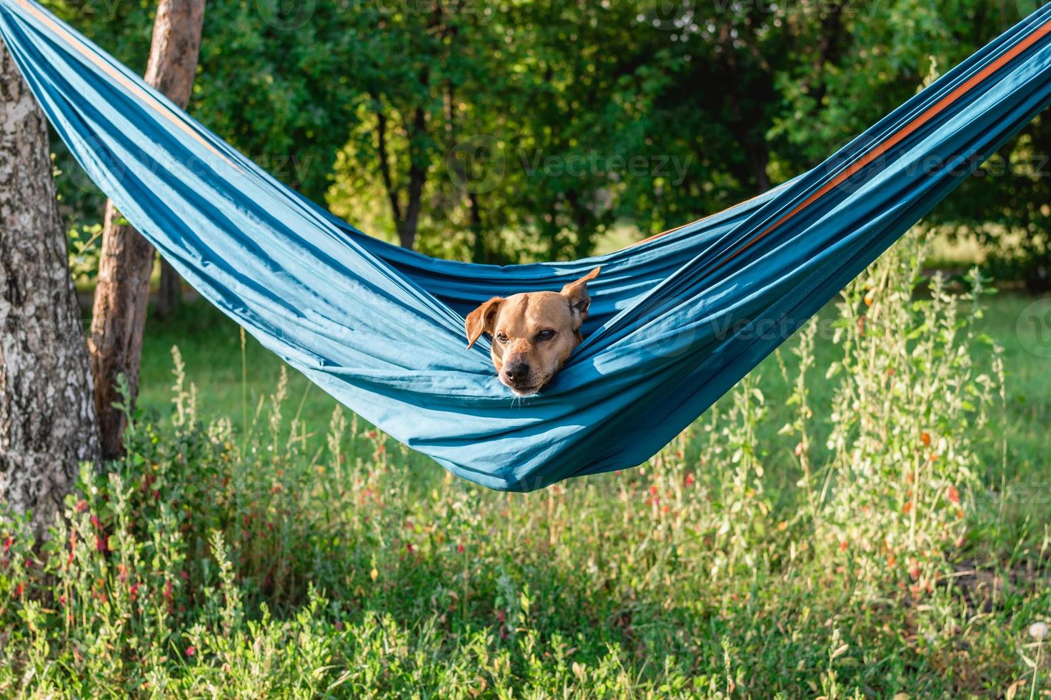 Dog is resting in hammock on the nature. Relaxing time for dog on summer vacation. photo