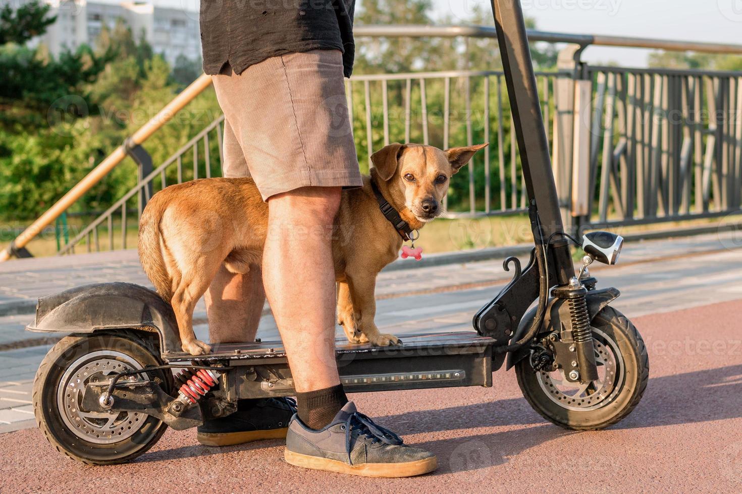 Close up feet of a man in shorts and sneakers with his small cute dog near to electric scooter on the street for ready to go. photo