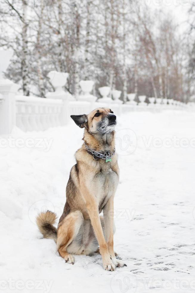 Brown and white short-haired mongrel dog on a background of a winter snowy park. photo
