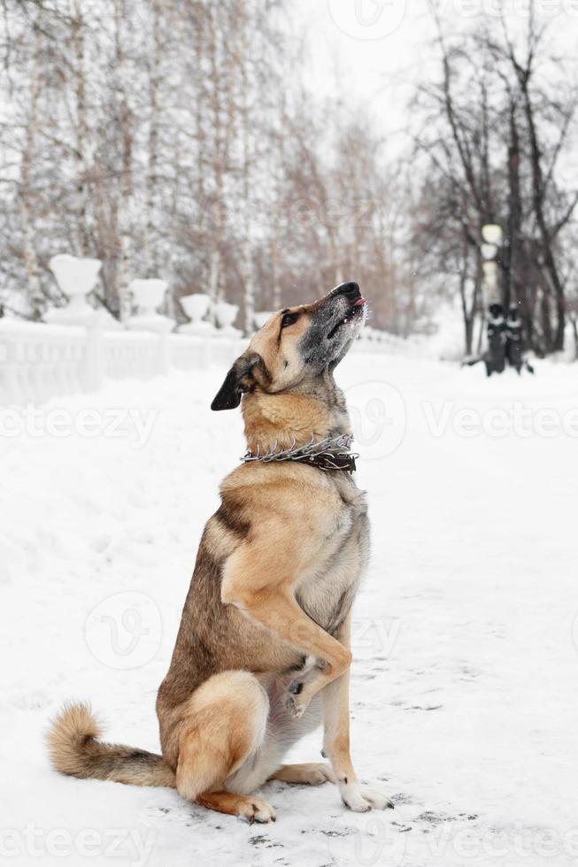 Brown and white short-haired mongrel dog on a background of a winter snowy park. photo