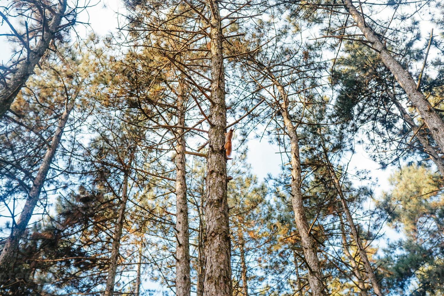 Red squirrel on a tree in the park. photo