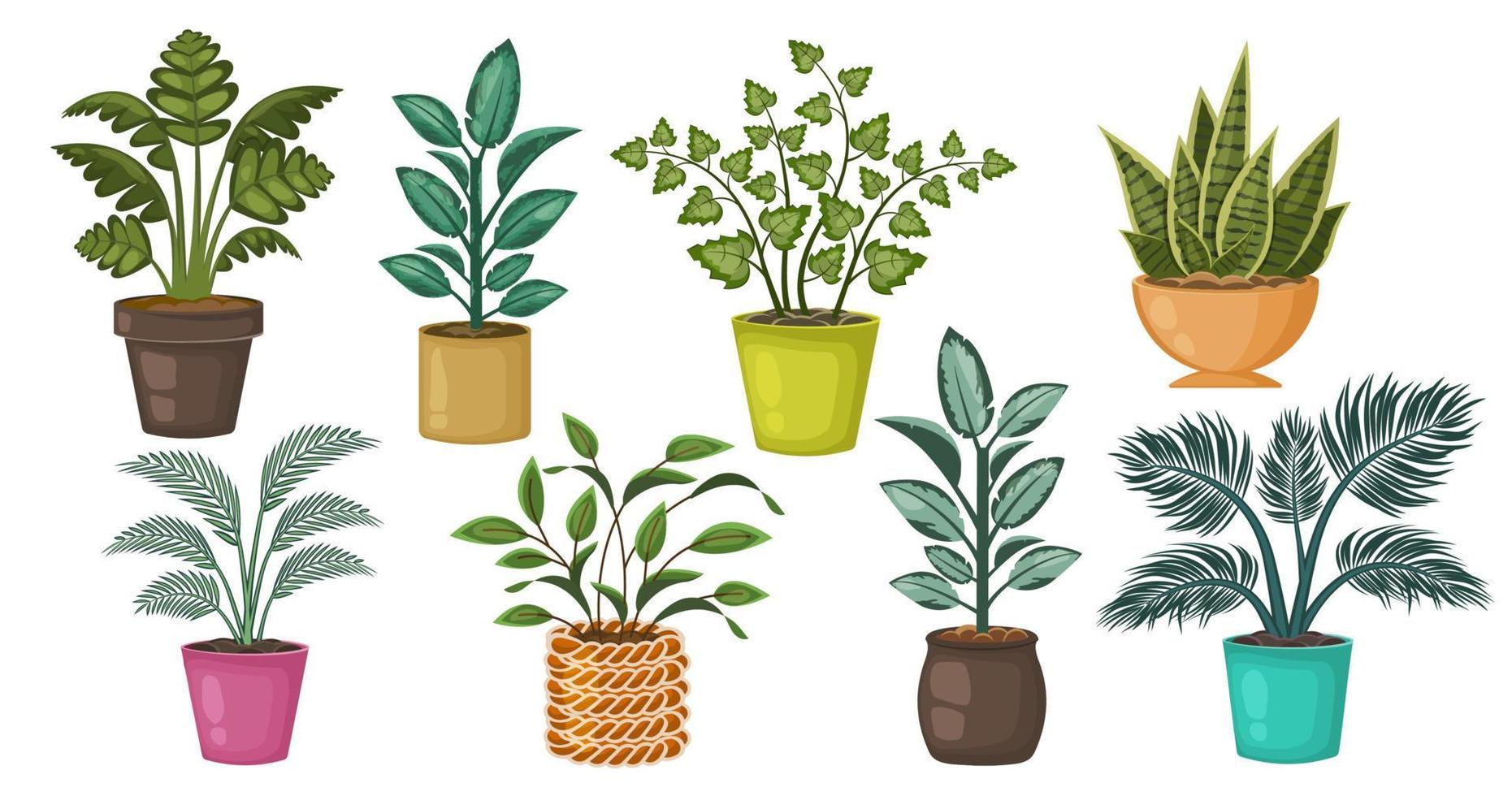 conjunto de hermosas plantas de interior aisladas sobre fondo blanco. colección de diferentes plantas en macetas. decoraciones botánicas naturales para el hogar, interior. ilustración de dibujos animados plano vectorial vector