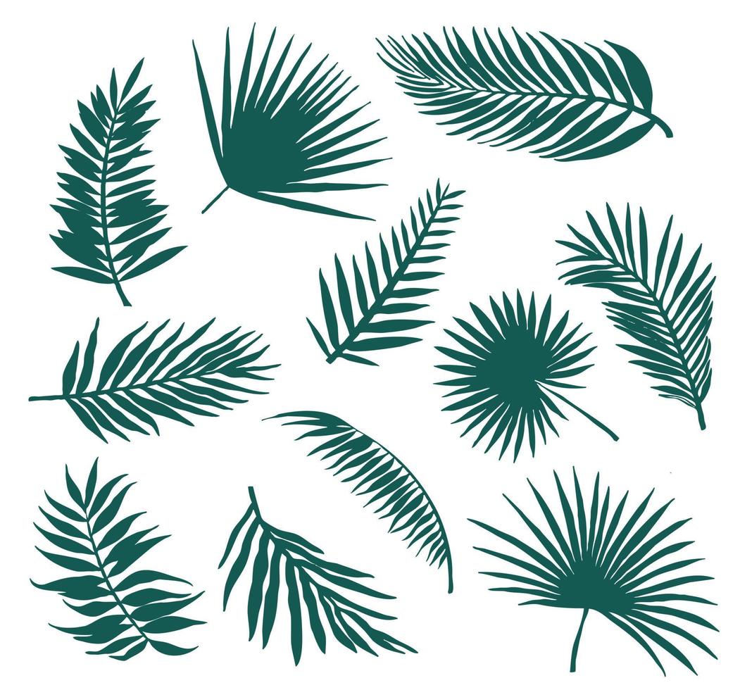 Set of silhouettes of eleven palm branches of leaves vector