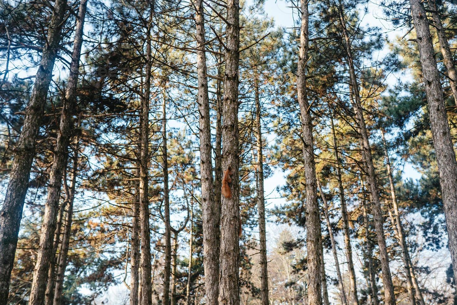 Red squirrel on a tree in the park. photo