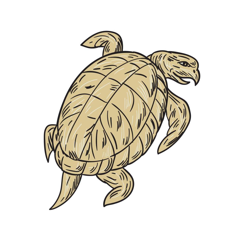 Ridley Turtle Drawing vector