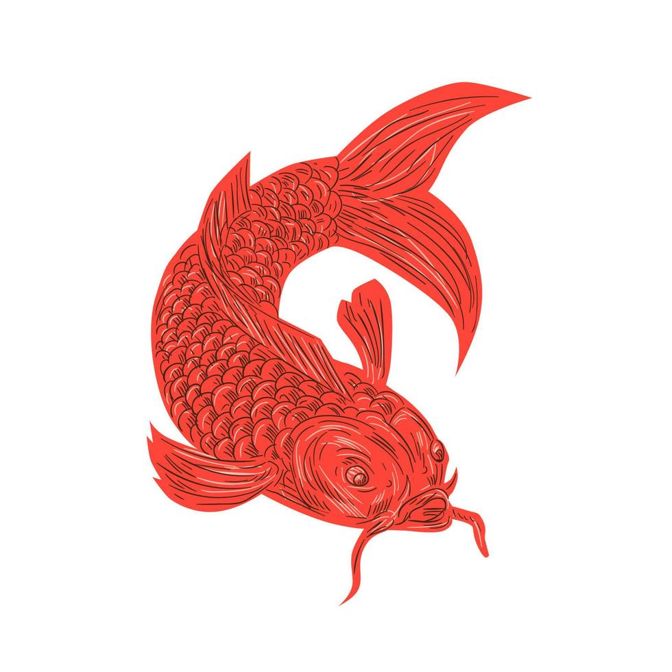 dibujo de pez carpa koi nishikigoi rojo vector