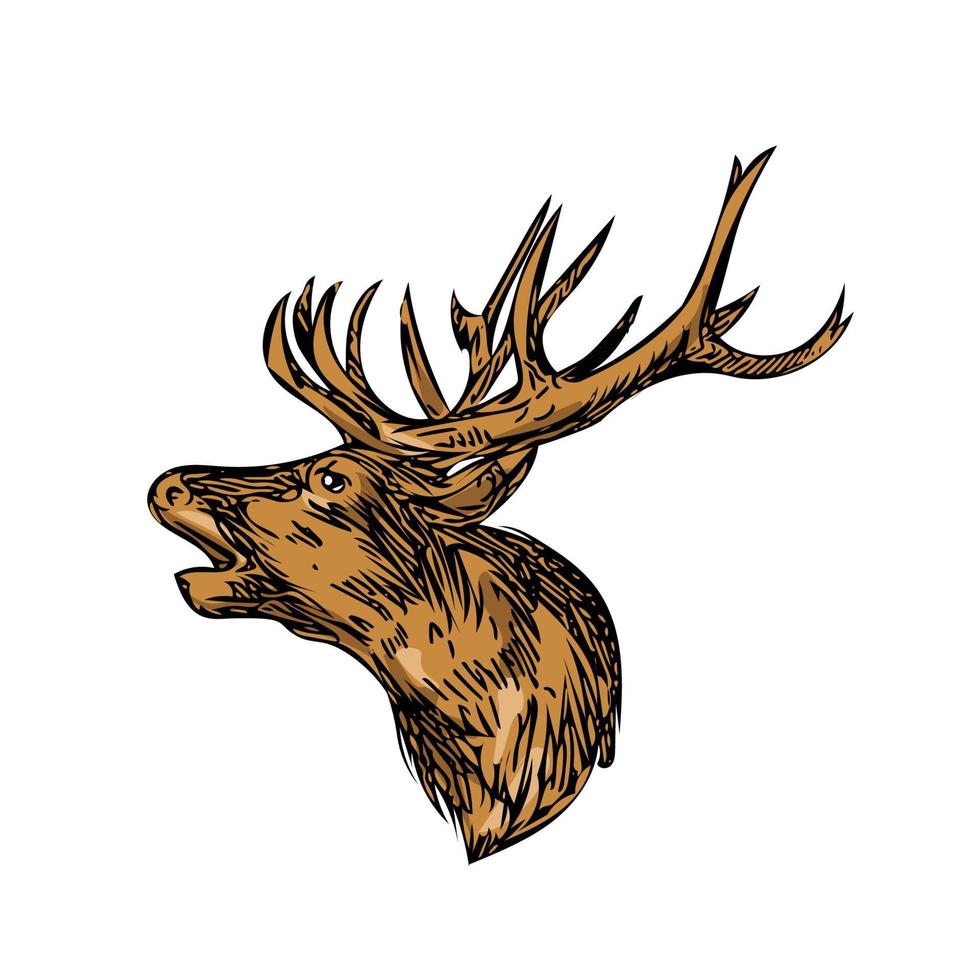 Red Deer Stag Head Roaring Drawing vector