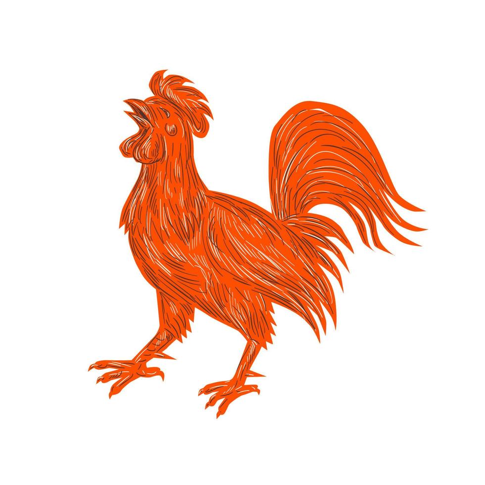 dibujo de canto de gallo de pollo vector