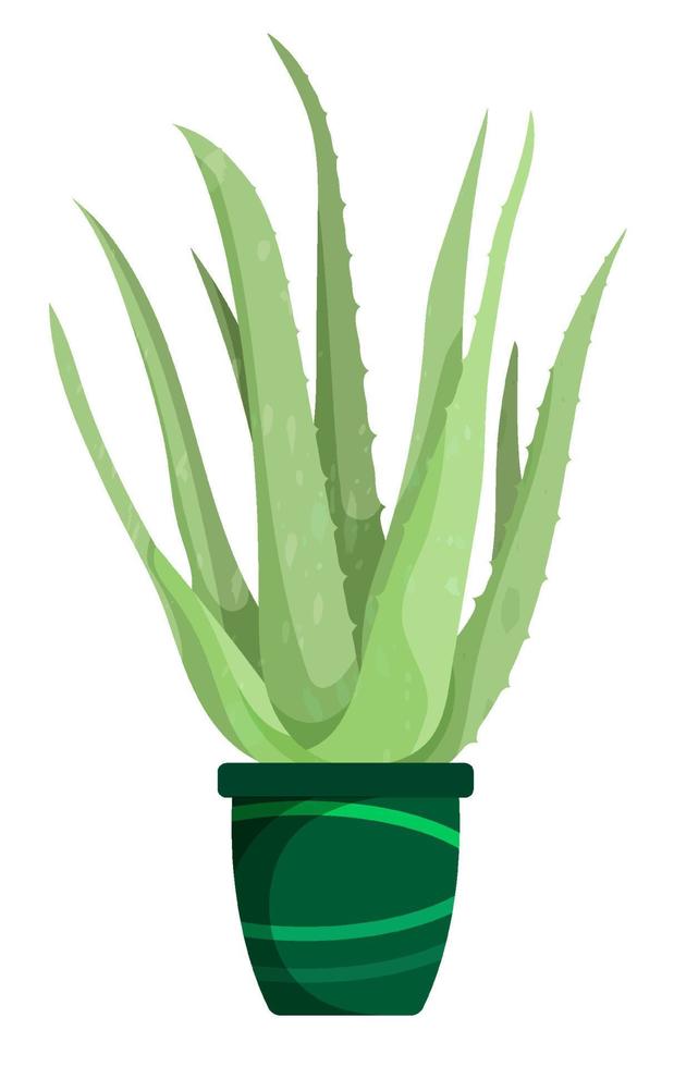 Aloe. Indoor tropical plant in flower pot. Wide fleshy leaves, succulents, cactus. Healing indoor flowers. Plants in batanic garden. Vector