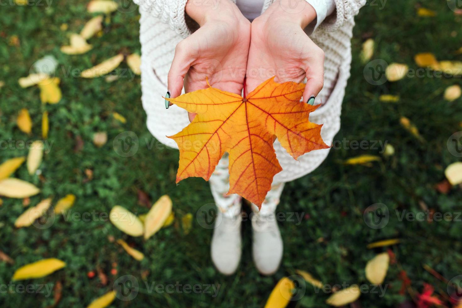 Autumn leaves in girl hands photo