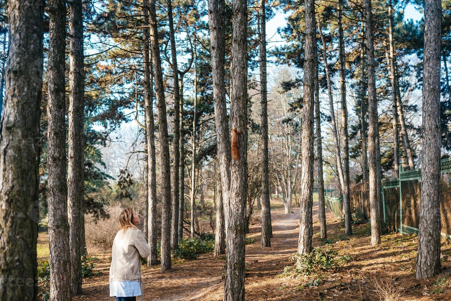 Woman watching a squirrel on a tree in a forest photo