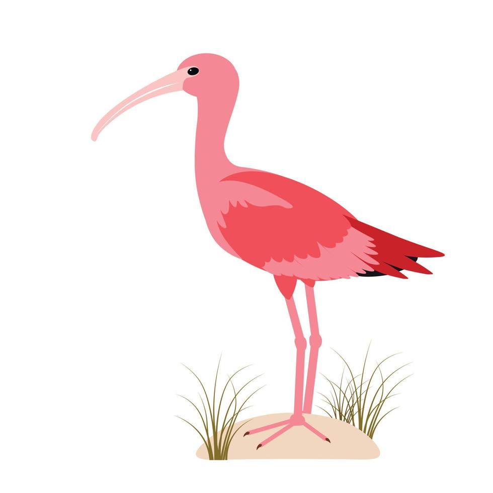 ibis, especies de aves. la llave sostiene el gusano. vector