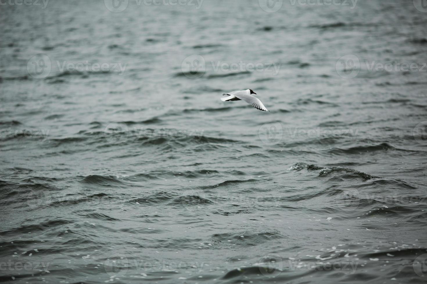 Bird over water photo