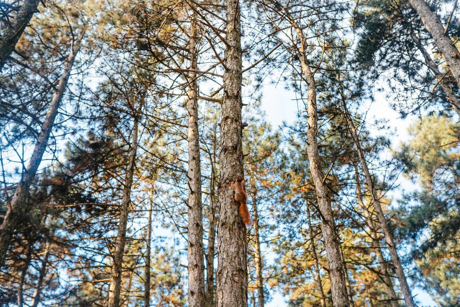 Red squirrel on a tree in the park. photo