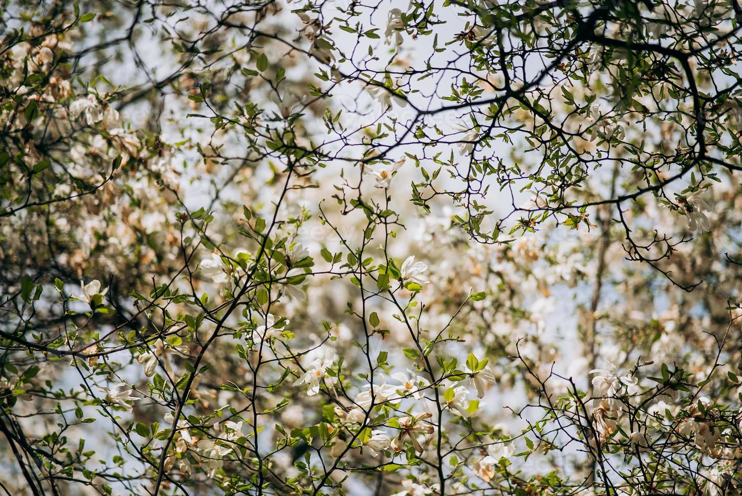 Magníficas y exuberantes flores de magnolia a la luz del sol contra el cielo azul. foto