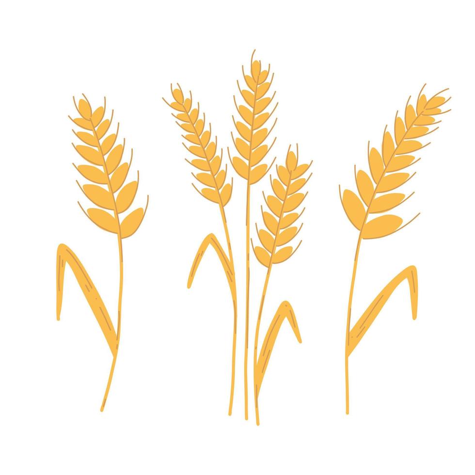 Set of wheat ear spikelet with grains in cartoon flat style. Vector illustration of cereal grain stem, rye ear, organic vegetarian food for backery, flour production or packaging design
