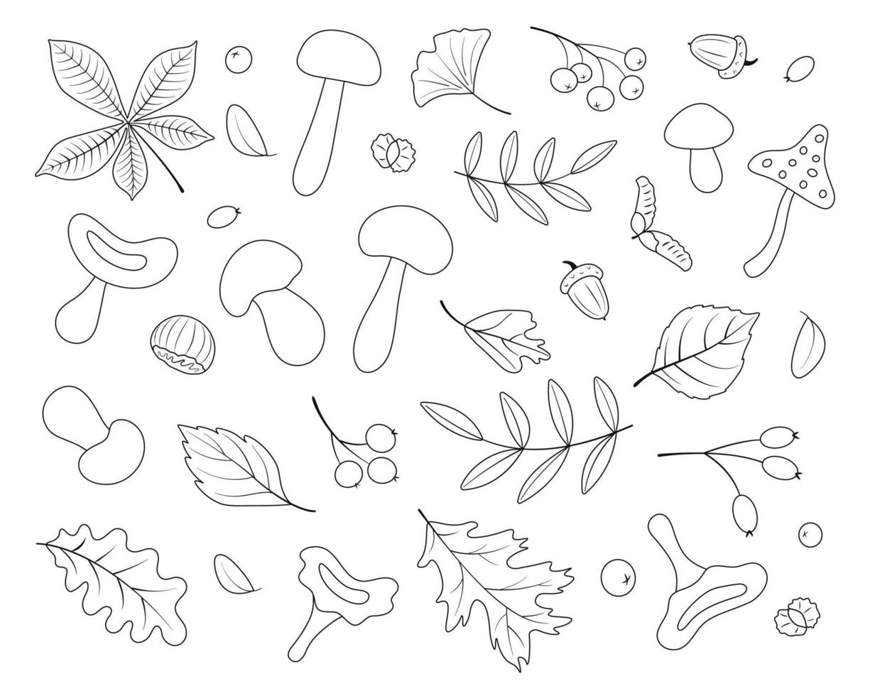 Autumn set, line art, hand-drawn, black color. Botanical leaves, acorns, berries, mushrooms, chestnut. Seasonal banner. September autumn. Vector illustration.