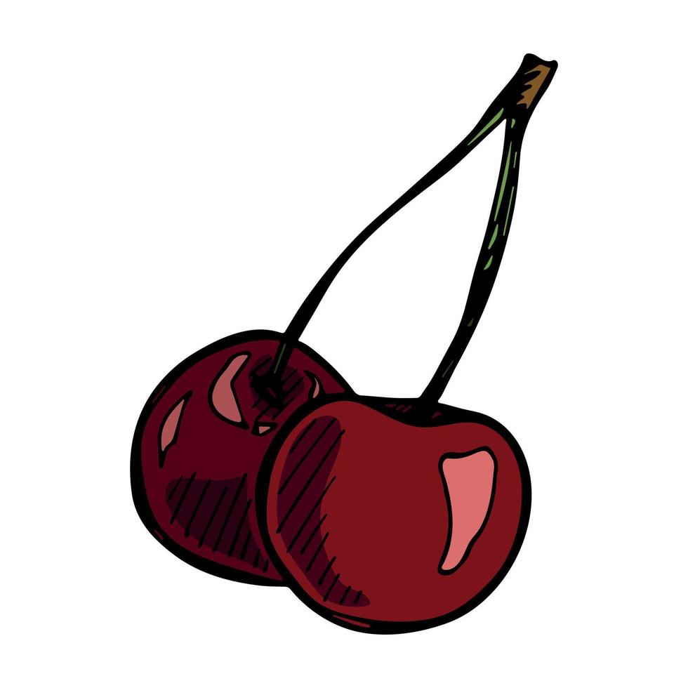 Vector cherry clipart. Hand drawn berry icon. Fruit illustration