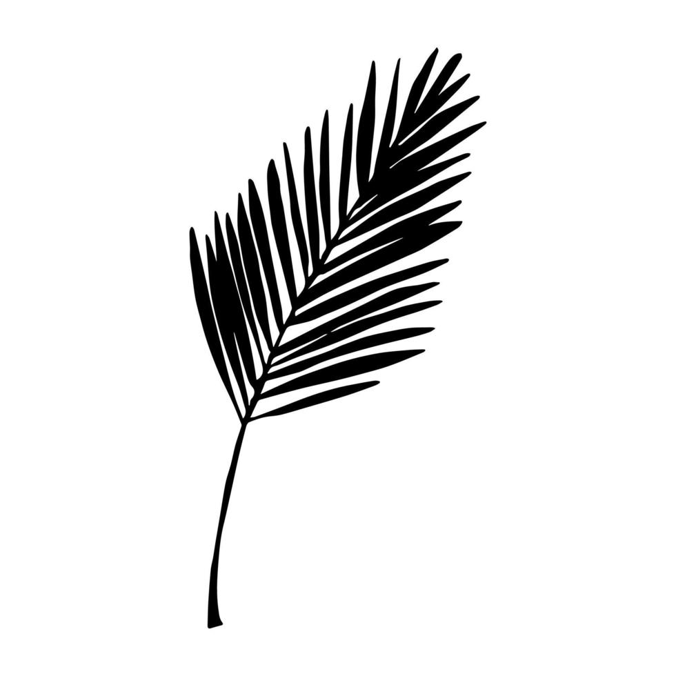 ilustración de hoja tropical simple. imágenes prediseñadas vectoriales dibujadas a mano. garabato botánico vector