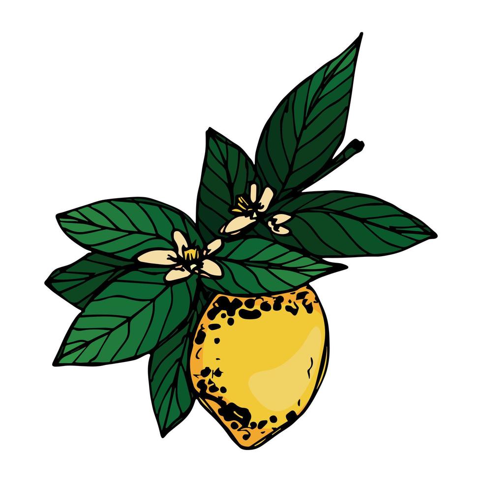 Vector lemon clipart. Hand drawn citrus icon. Fruit illustration. For print, web, design, decor