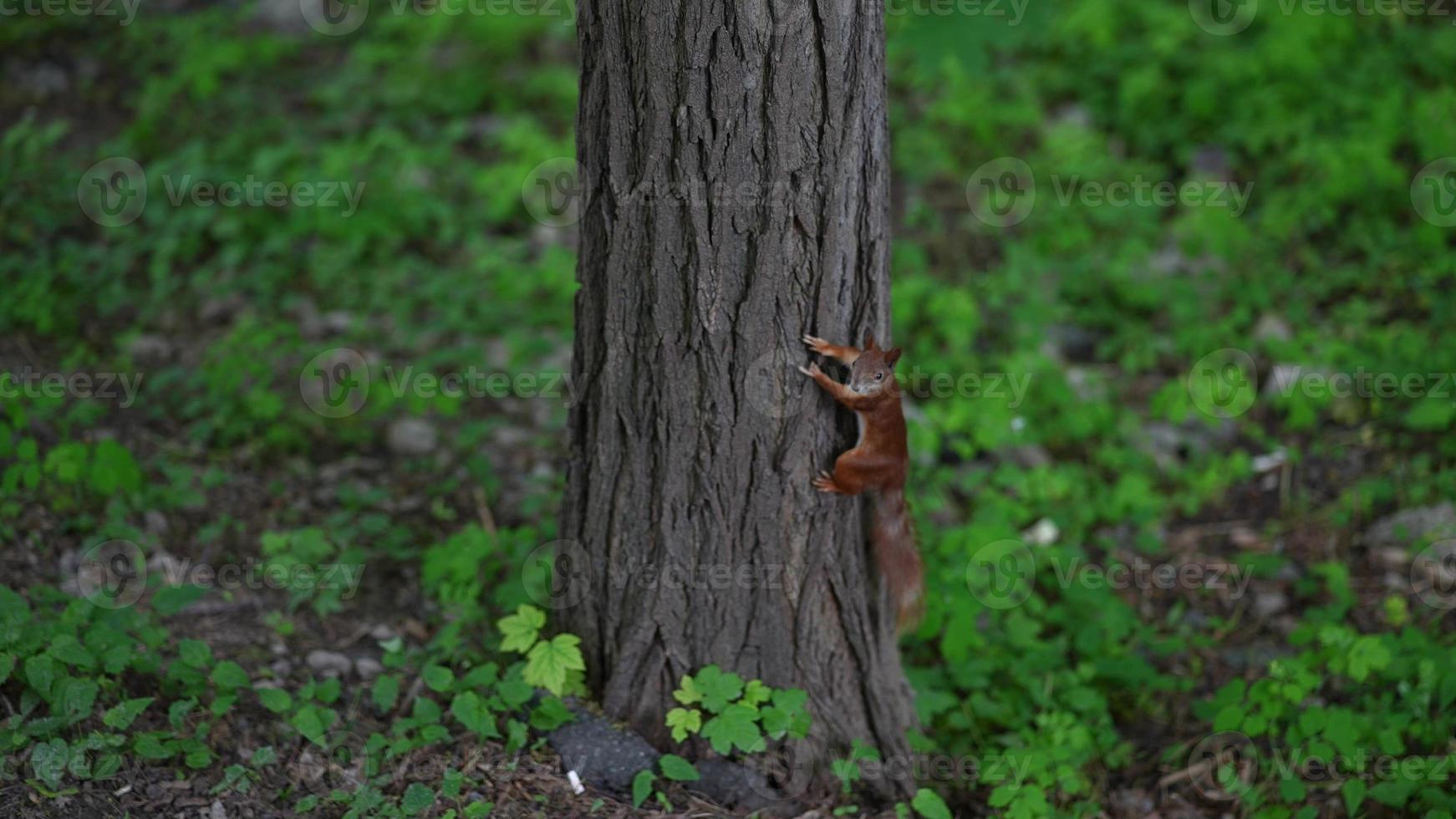 Red squirrel in the park. The squirrel climbs the tree. photo