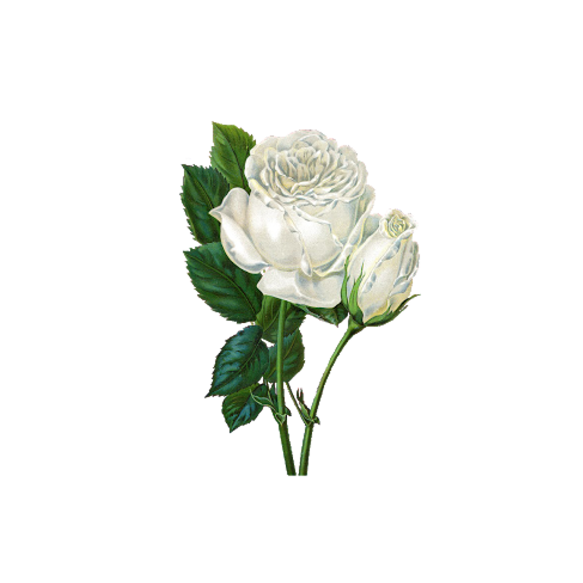 Two White Rose Vintage Antique Handpainted Watercolor Flower Bouquet