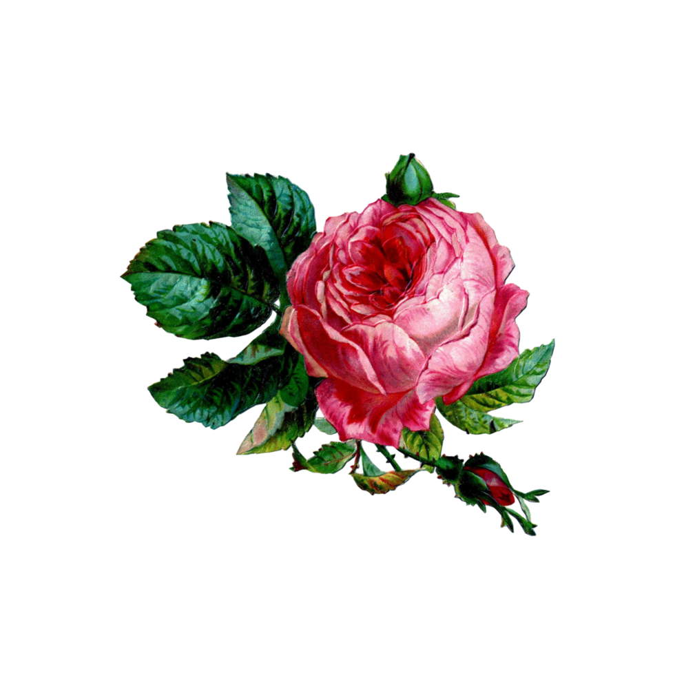 Pink Rose Vintage Antique Watercolor Flower Bouquet with Leaf 11767200 PNG