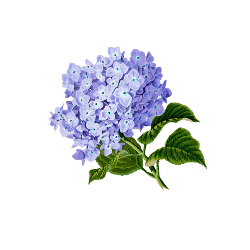 Free flor morada planta bastante vintage con hoja 11767201 PNG with  Transparent Background