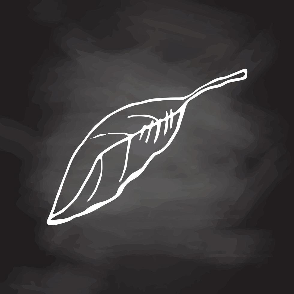 Hand drawn vector sketch of lemon leaf. White sketch isolated on black chalkboard. Icons and elements for print, label.