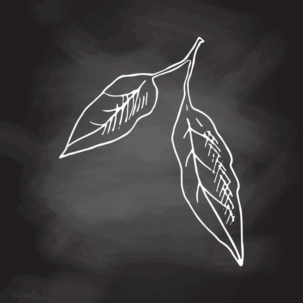 Hand drawn vector sketch of lemon leaves. White sketch isolated on black chalkboard. Icons and elements for print, label.