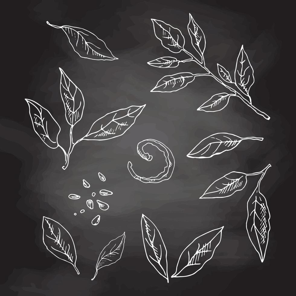 Vector hand drawn lemon leaves set. Leaves, peel, seed and branch sketch. Tropical  fruit leaves engraved style illustration. Detailed citrus ink drawing. White sketch isolated on black chalkboard.