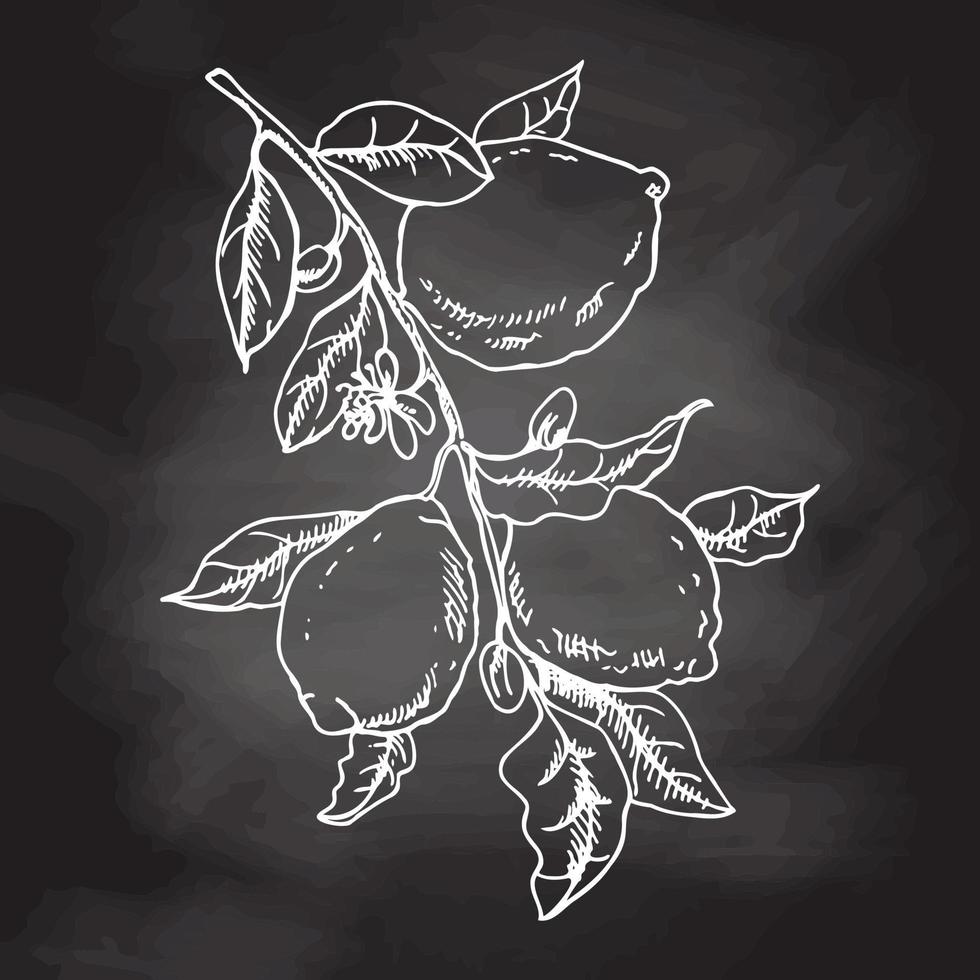 Hand drawn vector lemon sketch. Branch with lemon fruits, leaves and flowers. Vector illustration. White sketch isolated on black chalkboard. Icons and elements for print, label.