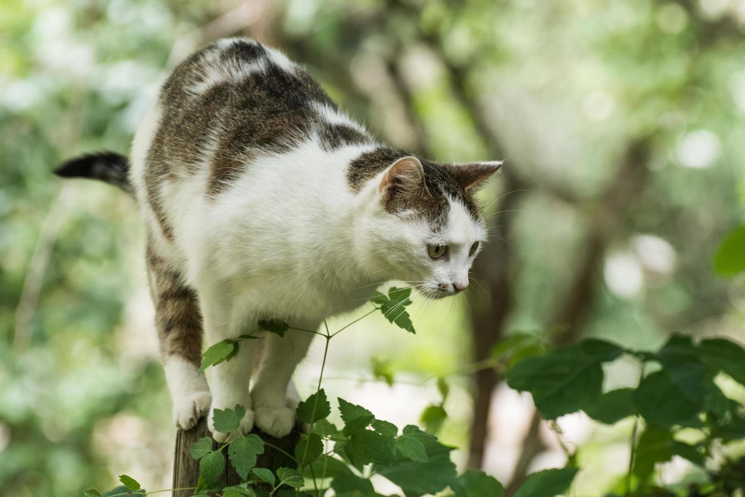 pequeño gato sentado en una pequeña valla antes de saltar foto