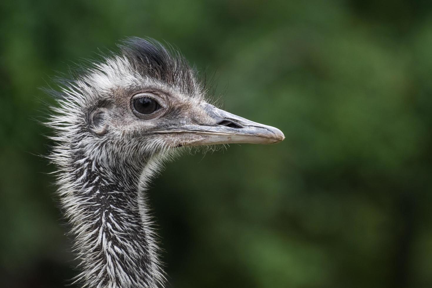 retrato de un pájaro avestruz con fondo verde foto