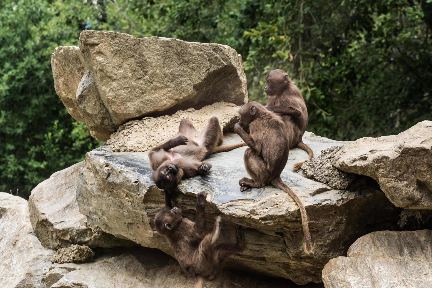 four dear gelada monkeys having fun on a rock photo