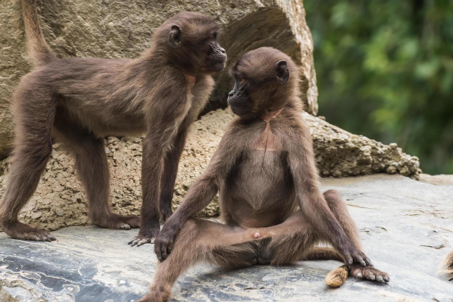 two dear gelada monkeys relax on a rock photo