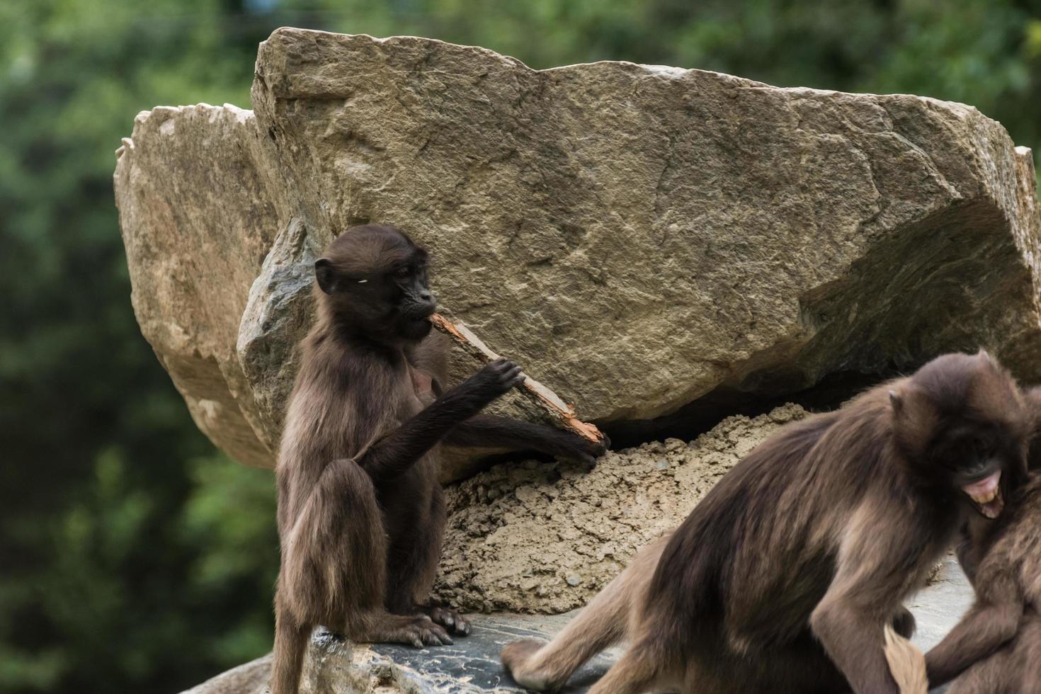 little gelada plays the flute on a rock in the zoo photo