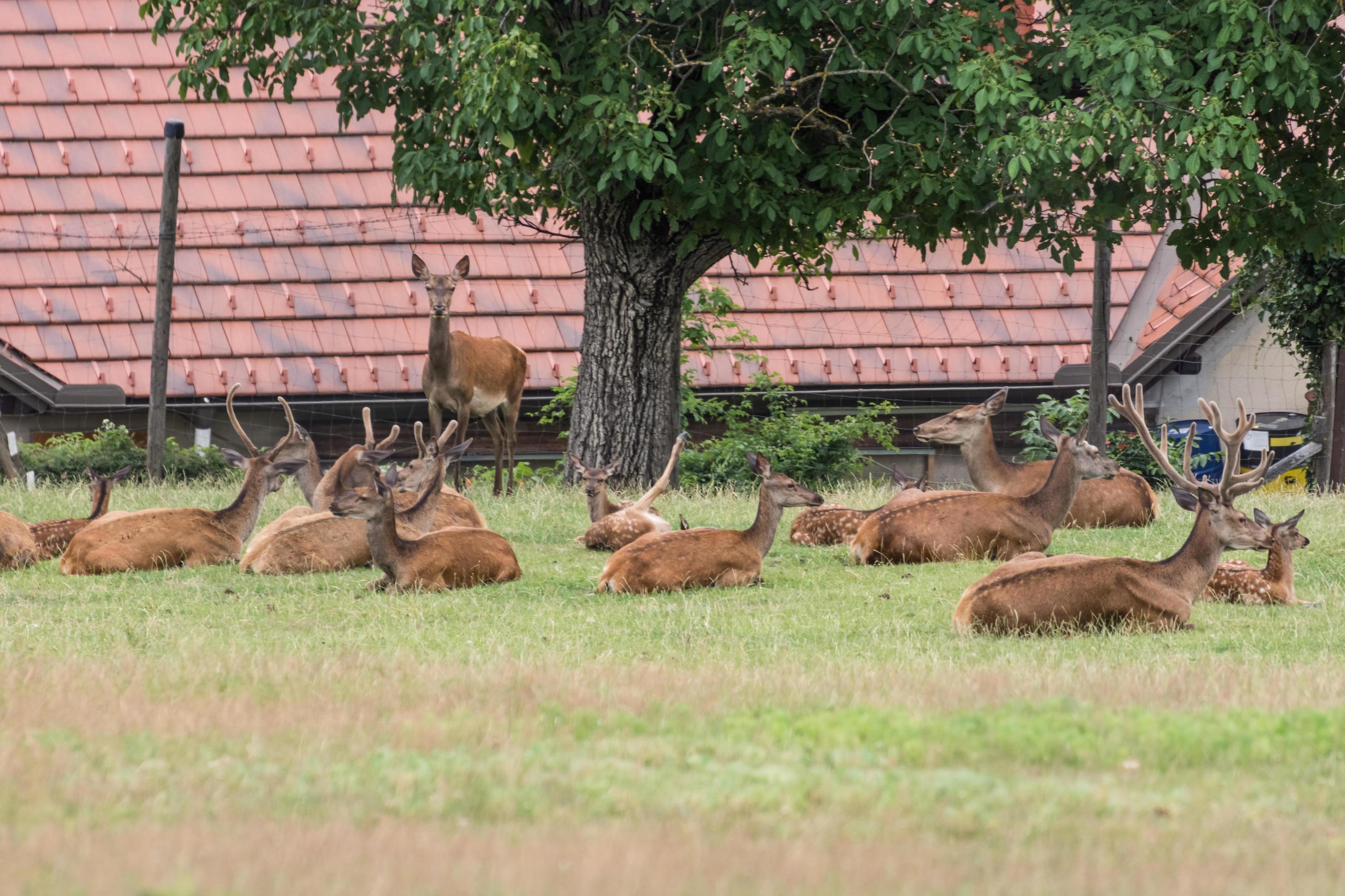 many deer and roe deer lying in the grass 11771021 Stock Photo at Vecteezy