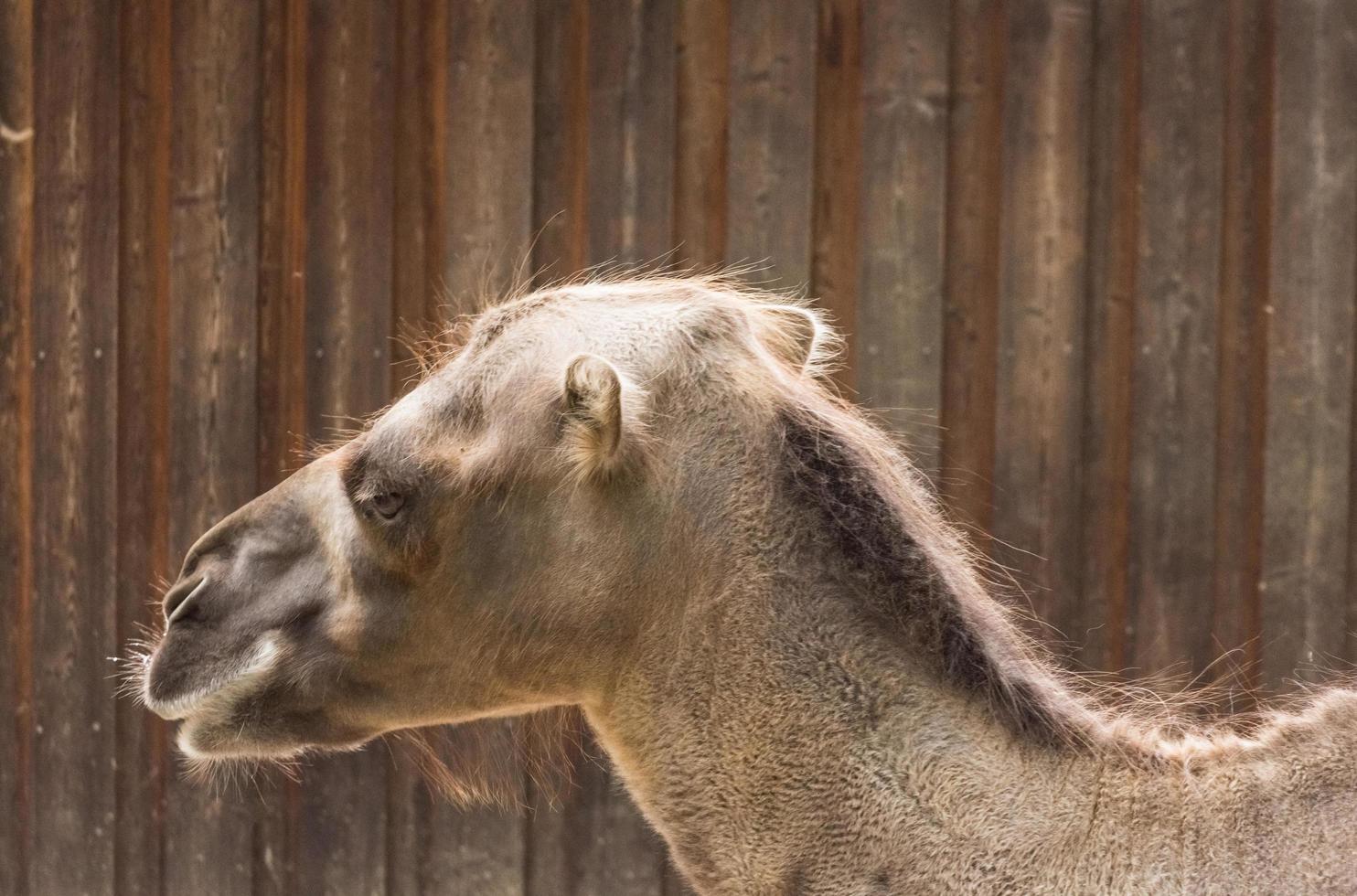 cabeza de un camello en el detalle del zoológico foto
