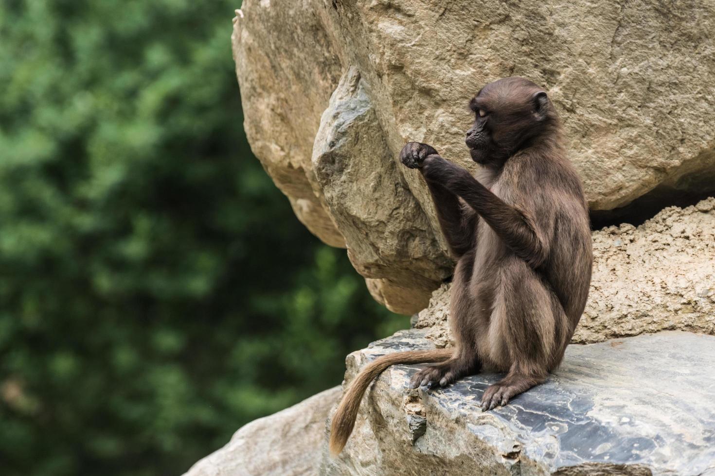 único querido mono gelada se sienta en una roca y sostiene algo foto