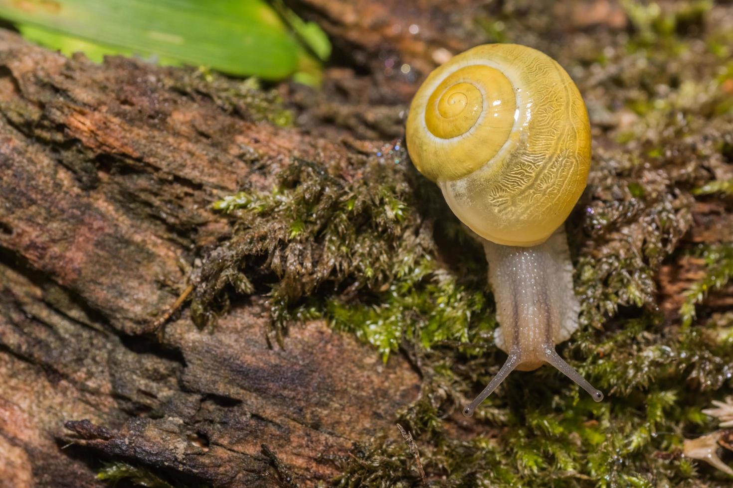 caracol amarillo arrastrándose sobre un viejo tronco de árbol con musgo a la derecha foto