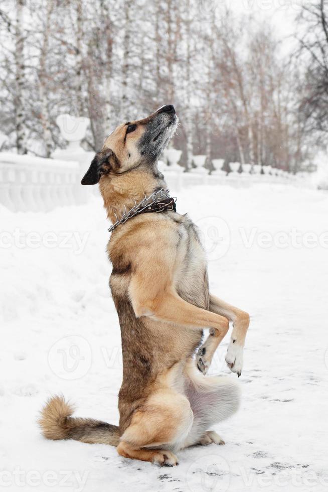 Brown and white short-haired mongrel dog on a background of a winter snowy park. photo