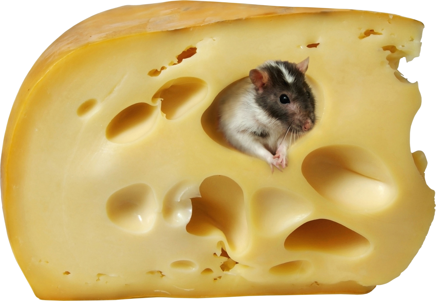 slice of cheese png