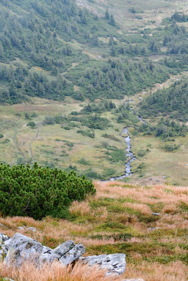 Picturesque landscape with green mountains and grassy meadow in the valley surrounded by coniferous forest on the hills. beautiful landscapes of the Carpathian Mountains in the fog. photo
