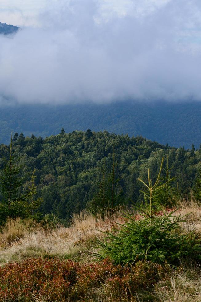 Picturesque landscape with green mountains and grassy meadow in the valley surrounded by coniferous forest on the hills. beautiful landscapes of the Carpathian Mountains in the fog. photo