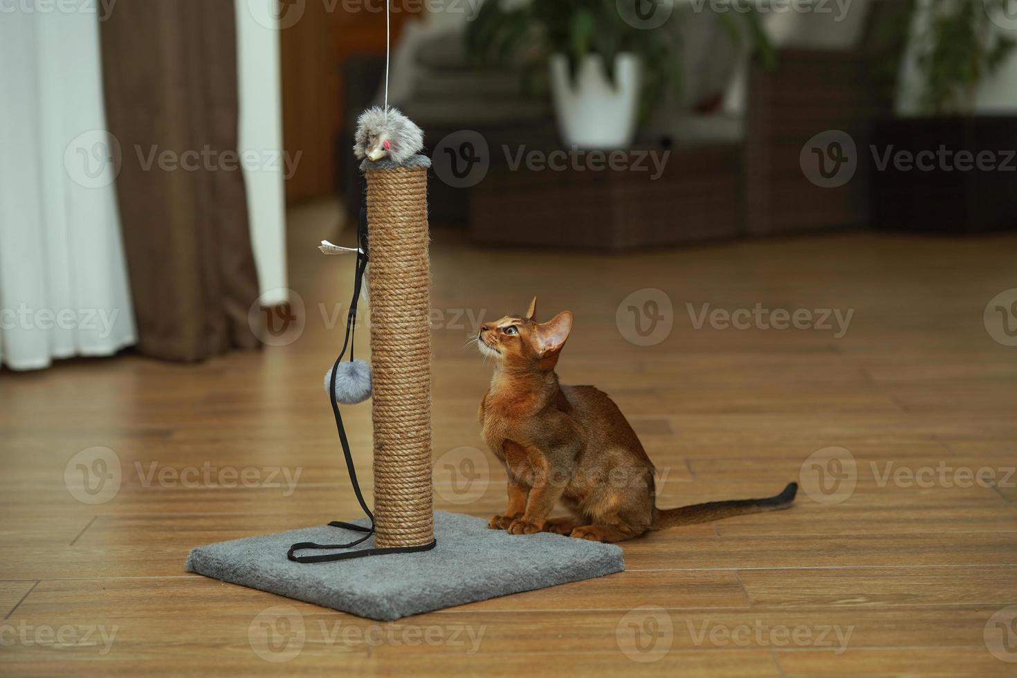 An abyssinian cat sitting on the floor looking at scratching post photo