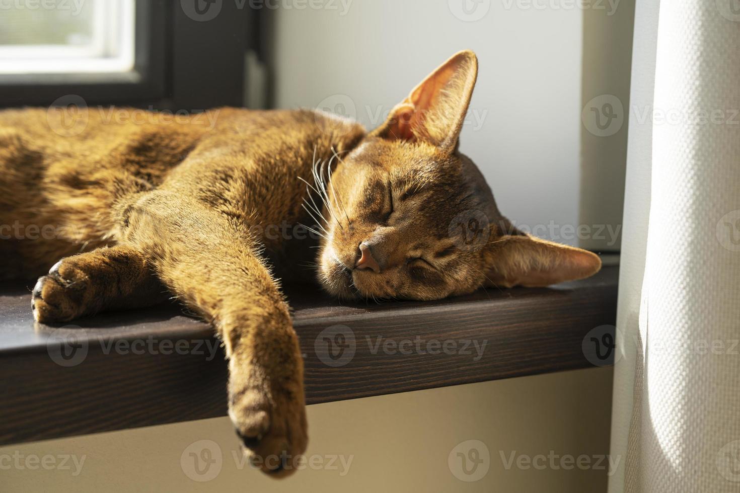 un gato abisinio perezoso de jengibre durmiendo en el alféizar de la ventana foto